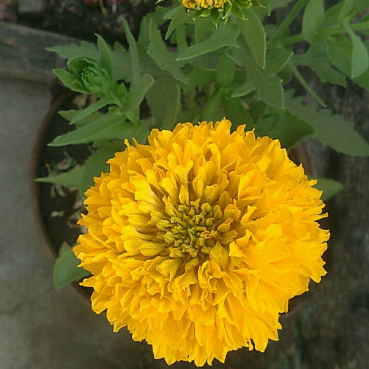 Plant image Gaillardia x grandiflora 'Arizona Apricot' syn. Gaillardia 'Arizona Apricot'