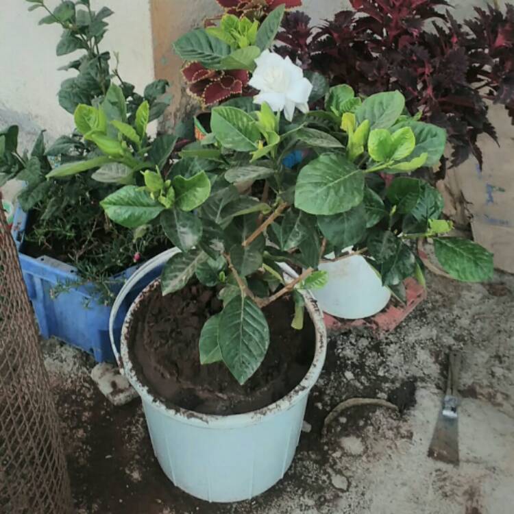 plant image 947430