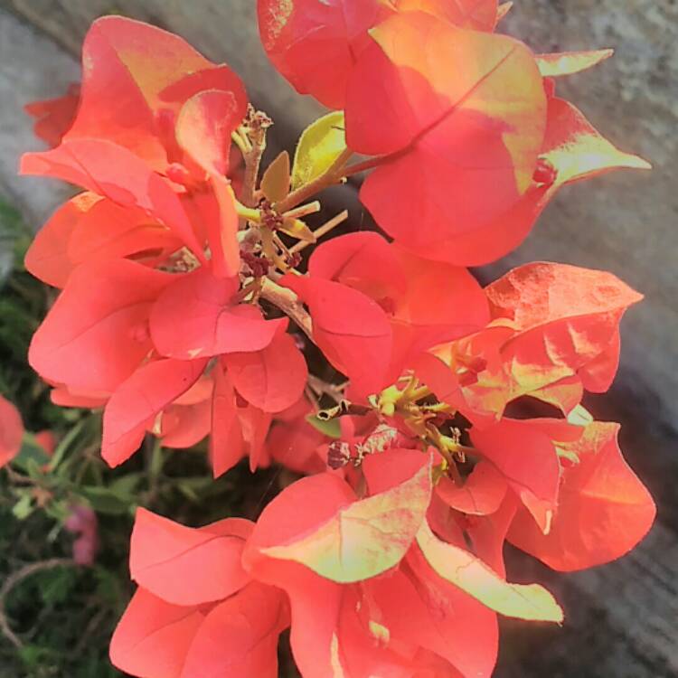 Plant image Bougainvillea 'Scarlet O'Hara'
