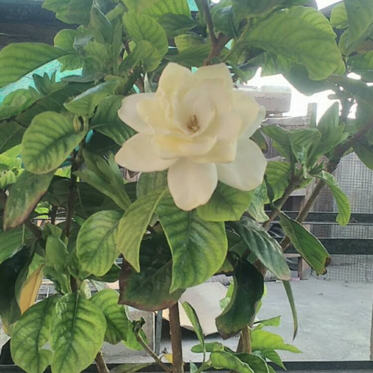Plant image Gardenia Jasminoides 'August Beauty'