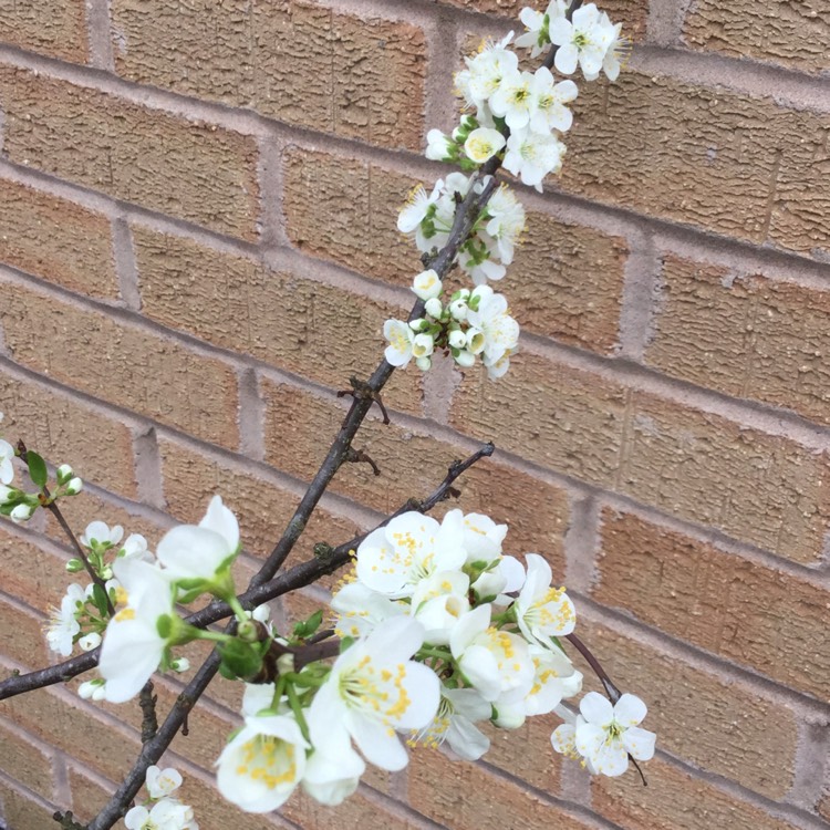 plant image 345324