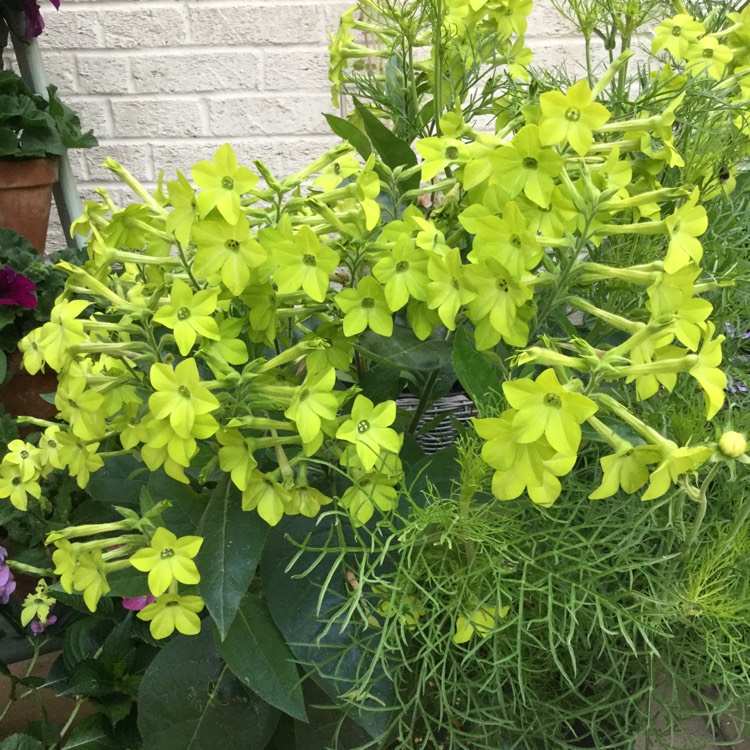 Plant image Nicotiana alata 'Lime Green'