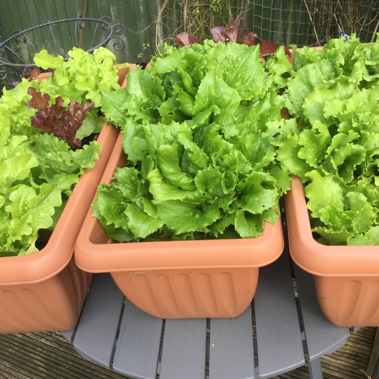 Plant image Lactuca sativa 'Salad Bowl'