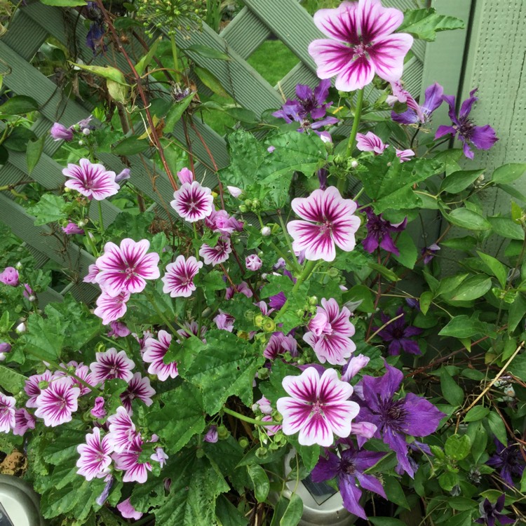 plant image 597940
