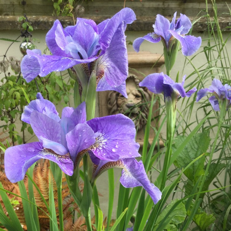 plant image 602298