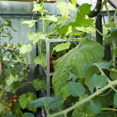 Sally's garden