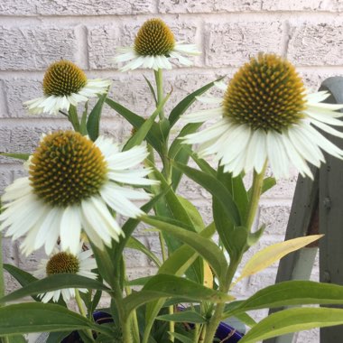 Sally's garden