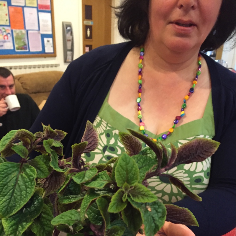Plant image Plectranthus Purpuratus