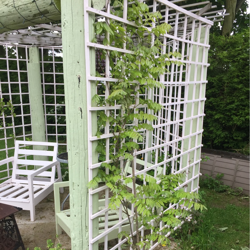 Sally's garden