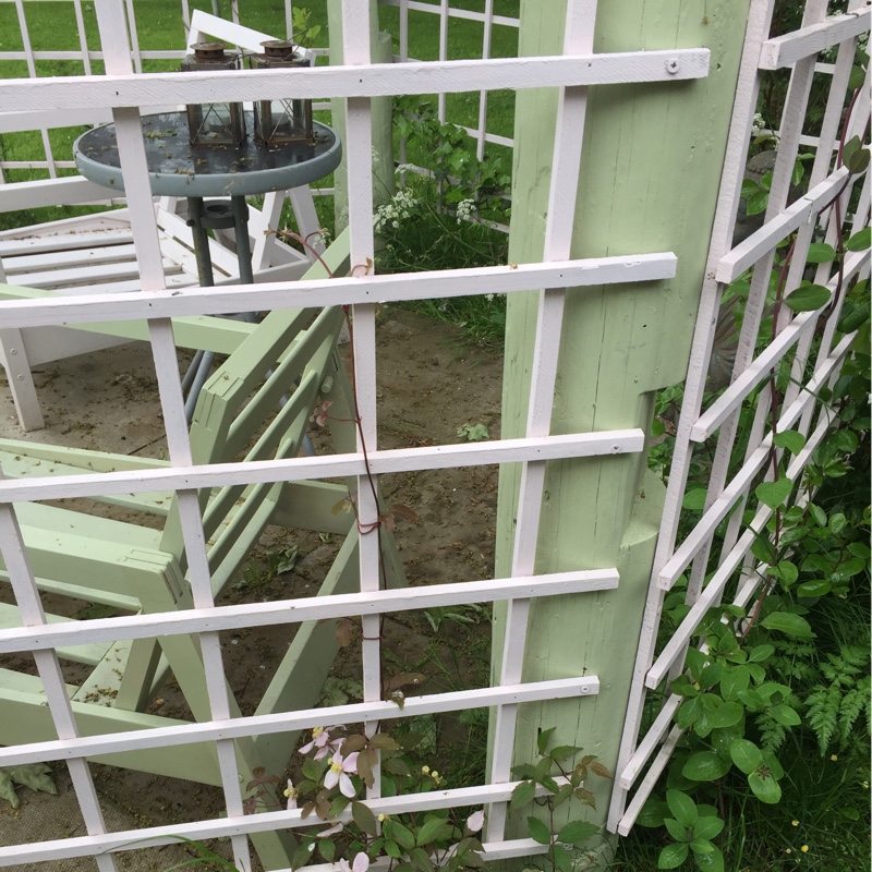 Sally's garden