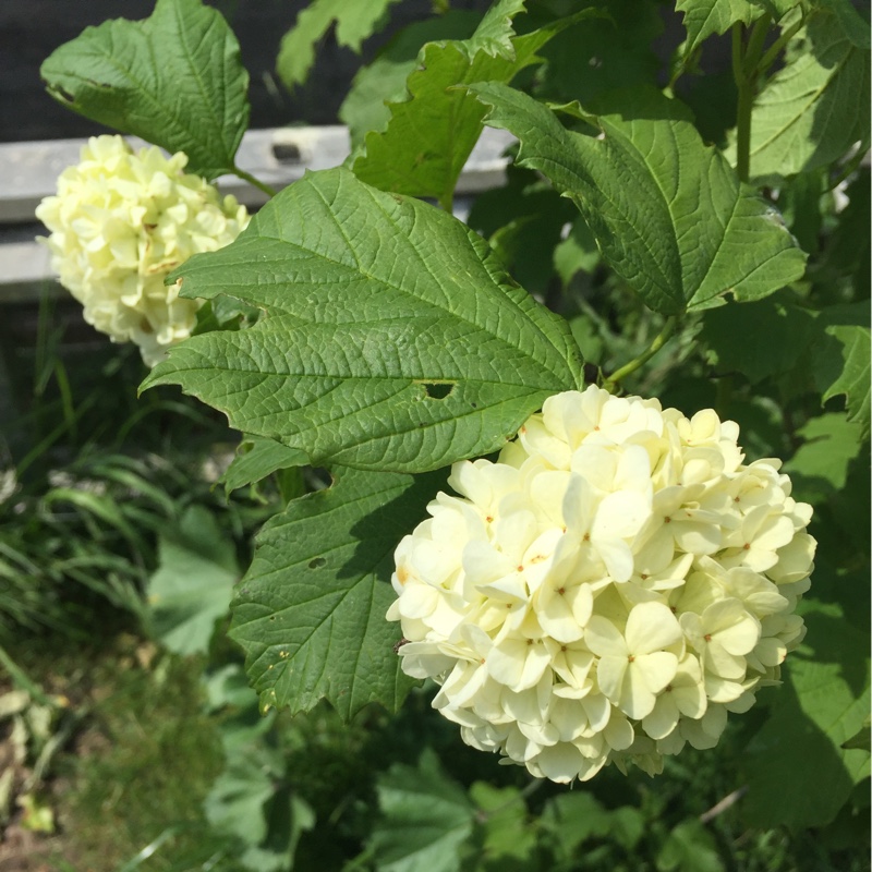 Chinese Snowball
