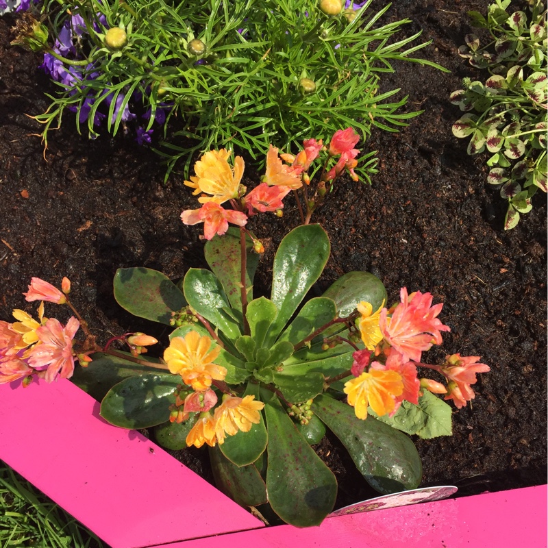 Lewisia 'Elise Mixed' (Mix)