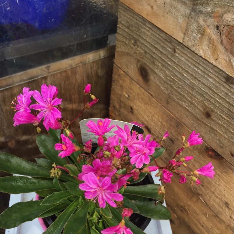 Lewisia 'Elise Mixed' (Mix)