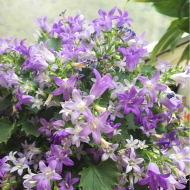 Sally's garden