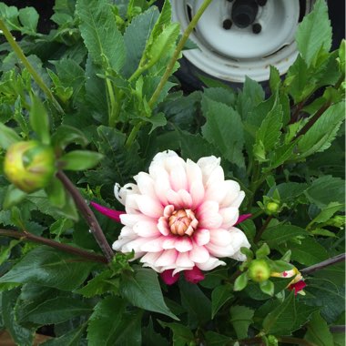 Sally's garden