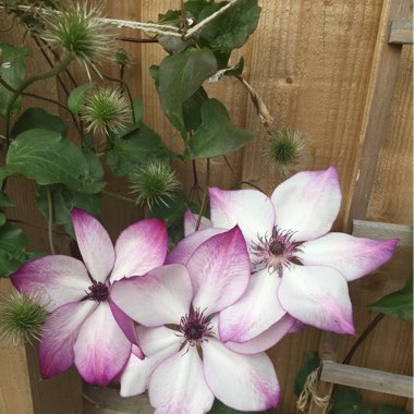Sally's garden