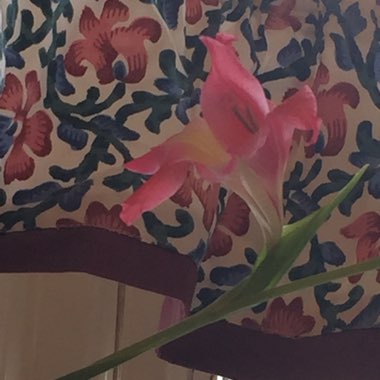 Sally's garden