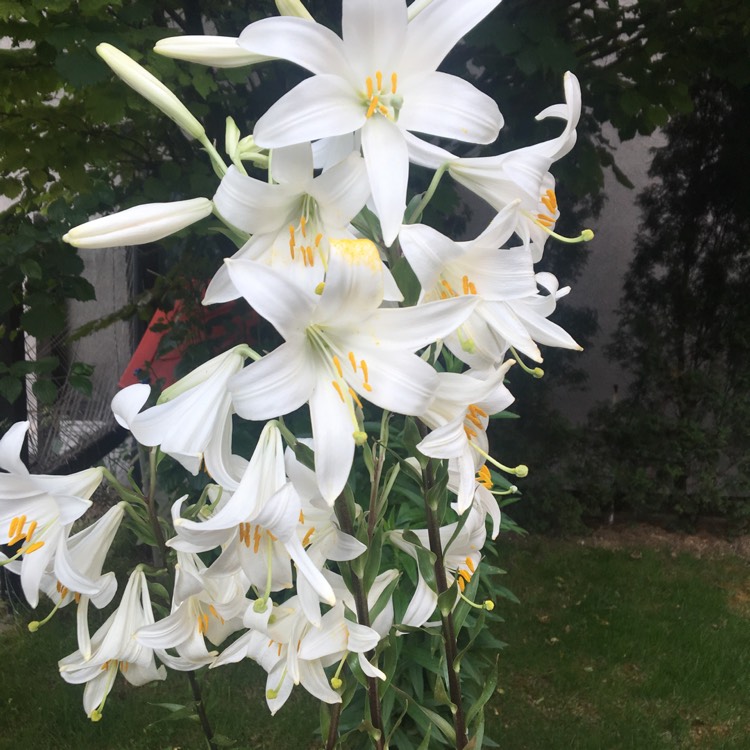 plant image 731601