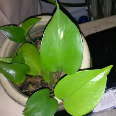 Philodendron 'Brasil'