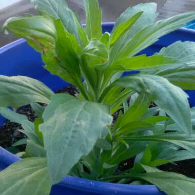 Salinagardening's garden