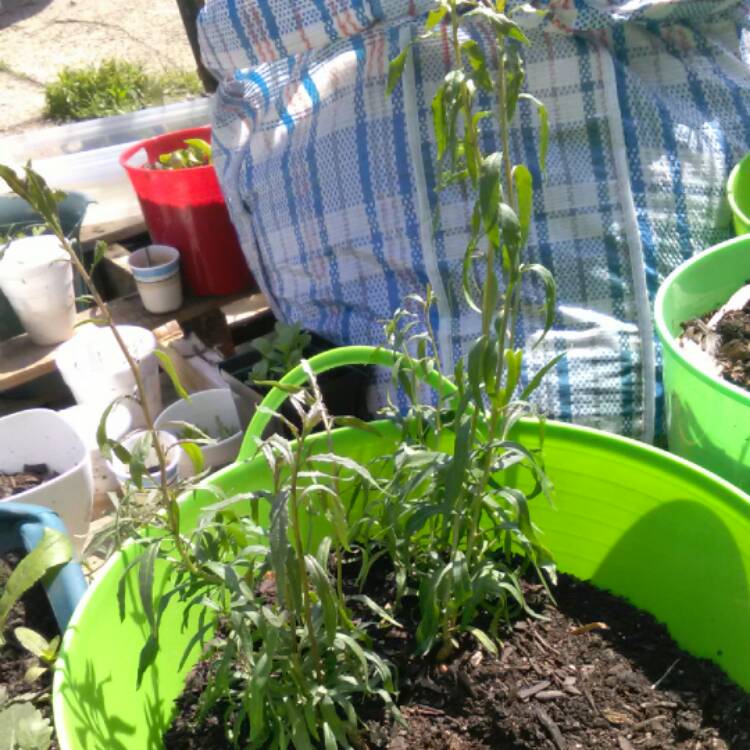 plant image 386881