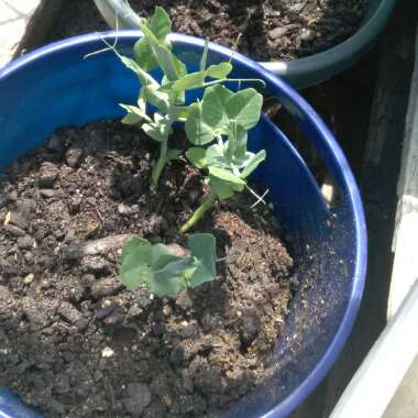 Pea