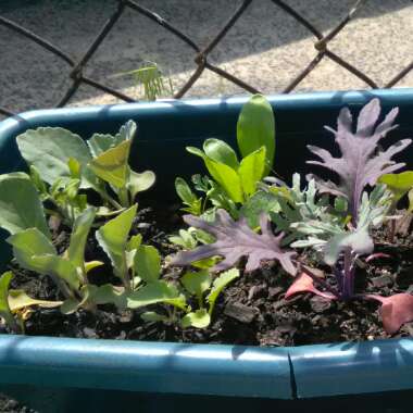 Kale 'Red Winter'