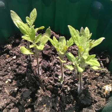 Tomato