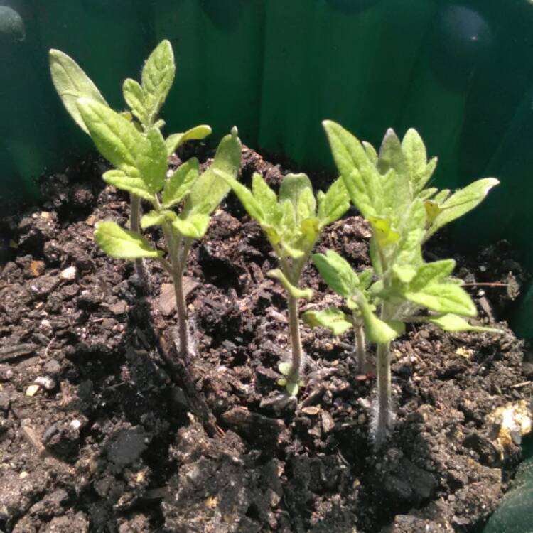 plant image 386889