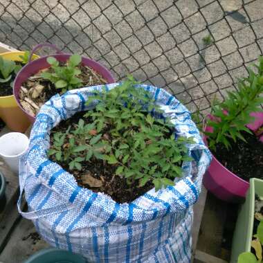 Salinagardening's garden