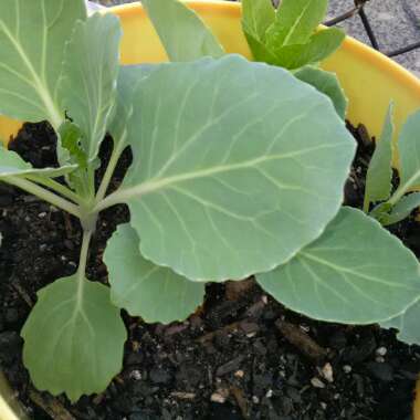 Salinagardening's garden
