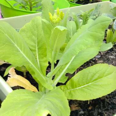 Salinagardening's garden
