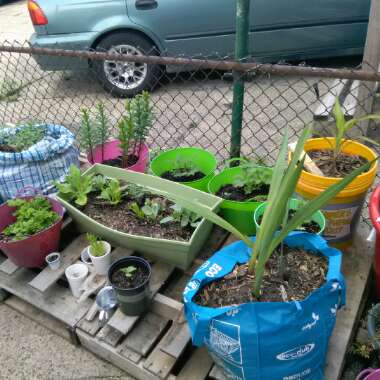 Salinagardening's garden