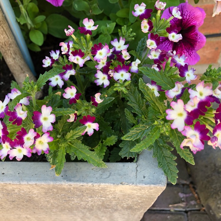 plant image 1317397 plant image 1317397