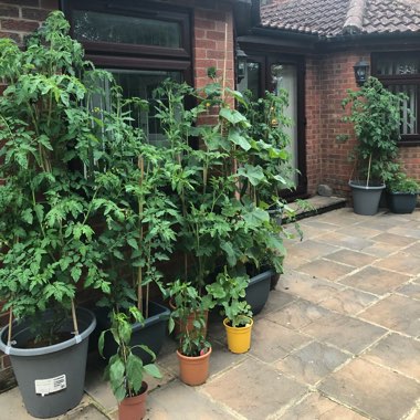 Solanum lycopersicum  syn. Lycopersicon lycopersicum