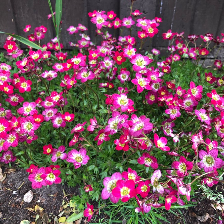 Plant image Saxifraga 'Apple Blossom'