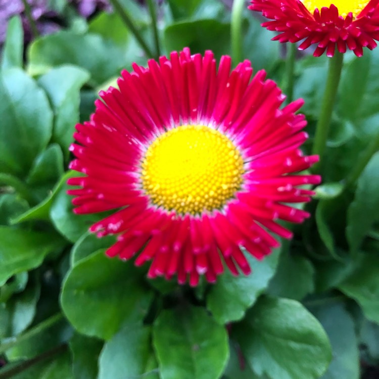 plant image 1484085