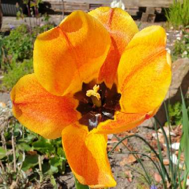 Rob's garden