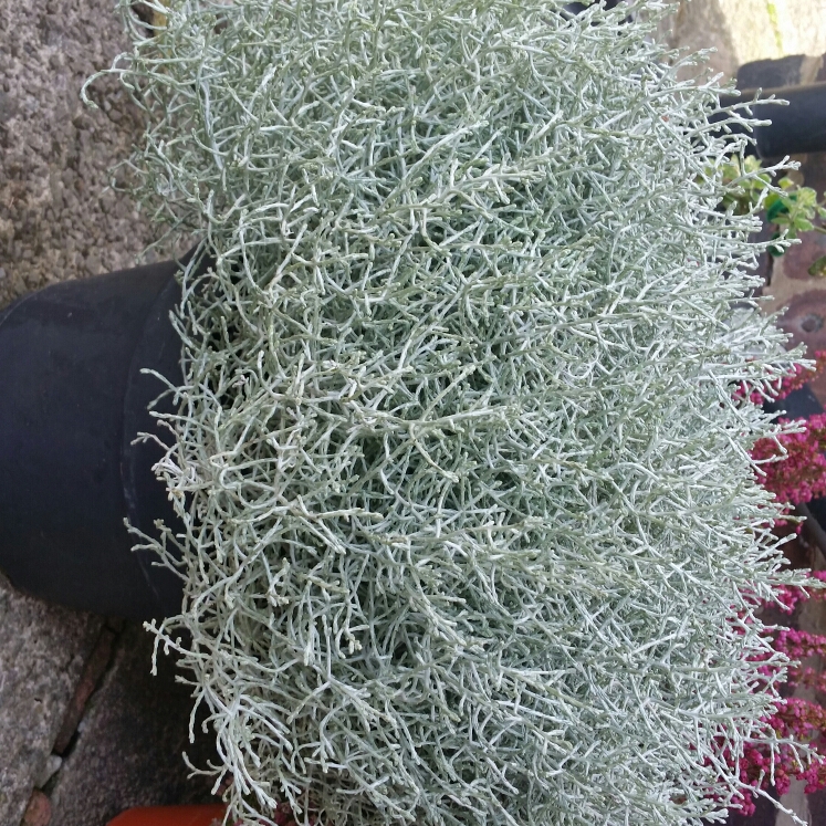 Plant image Calocephalus
