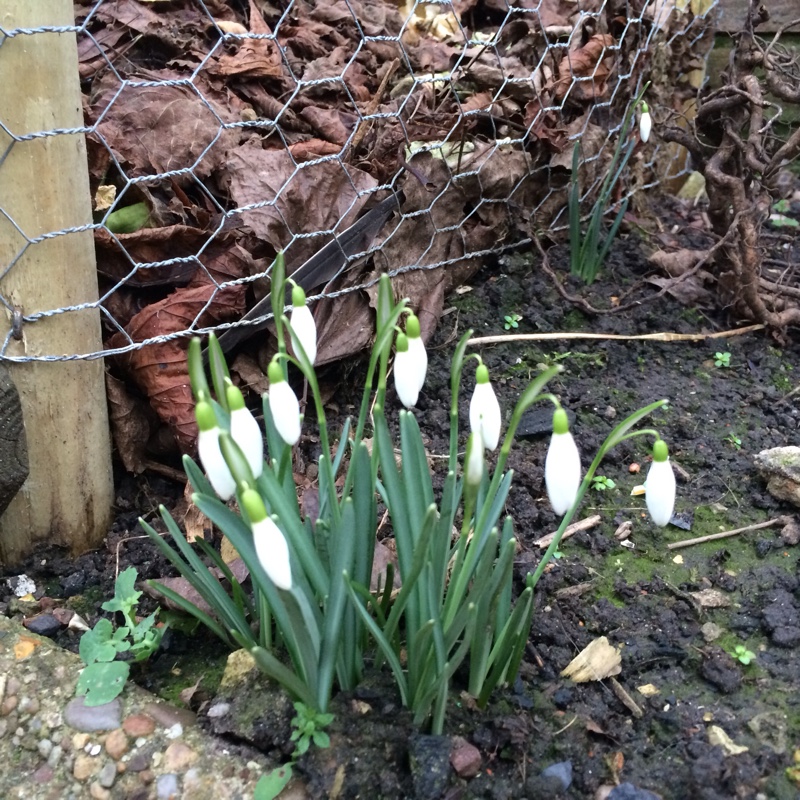 plant image 19476