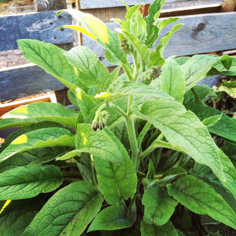 plant image 19483