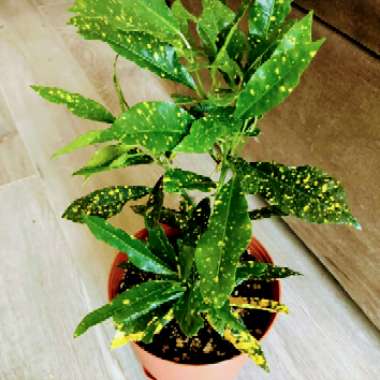 Aucuba japonica Variegata