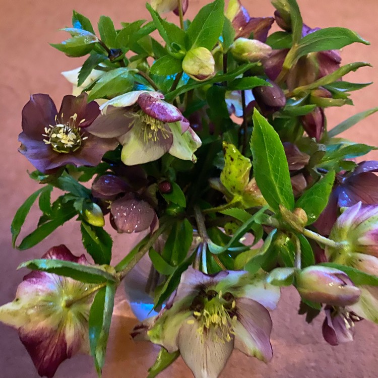 Plant image Helleborus x hybridus 'White Lady Spotted' (Lady Series)