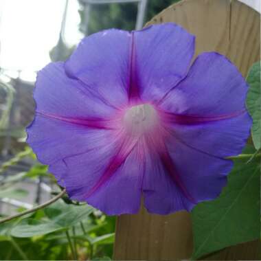 Sally's garden
