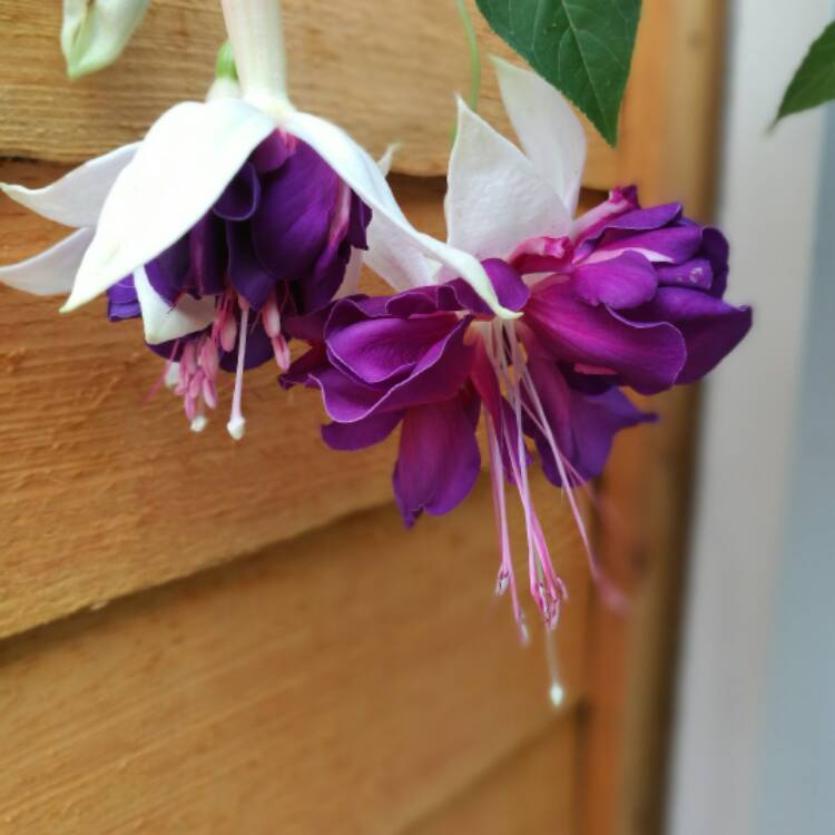 Plant image Fuchsia 'Blue Angel'