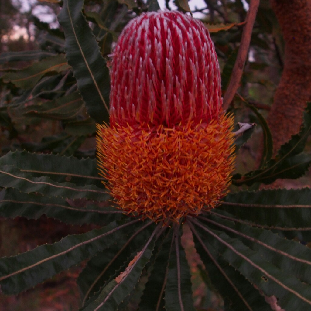 Firewood Banksia
