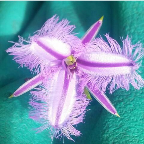 Common Fringe Lily