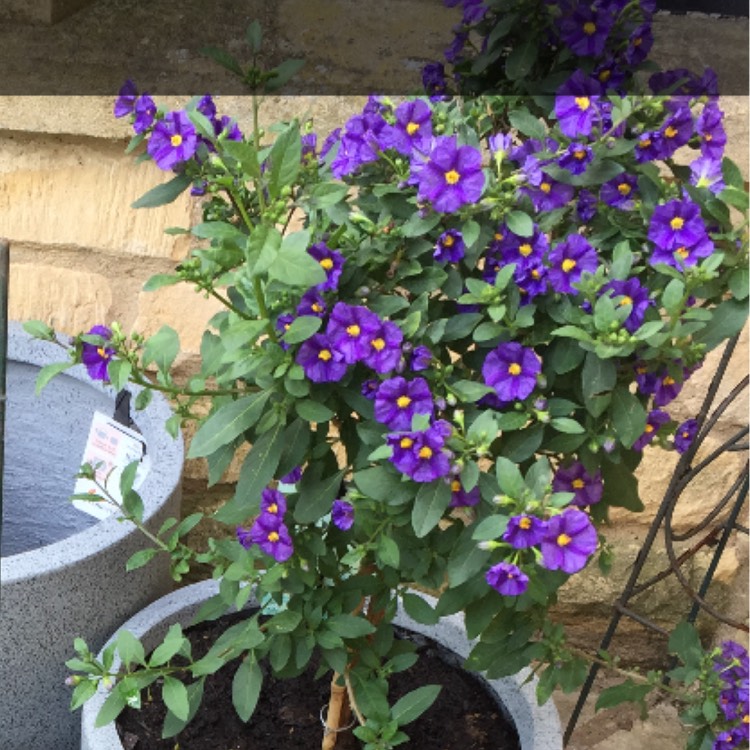 Plant image Heliotropium arborescens 'Isla Bonita'