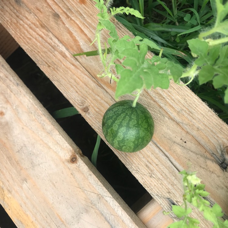 plant image 779392 plant image 779392