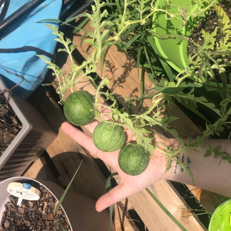 plant image 789383 plant image 789383